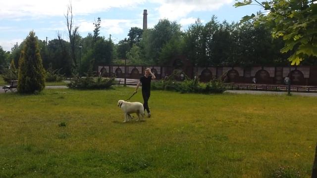 Боль/страдание/прогулка по парку/падение/прикол/собака смотреть онлайн