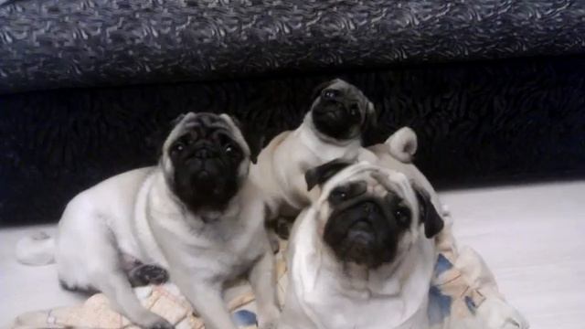 Мопсы смешные смотреть онлайн