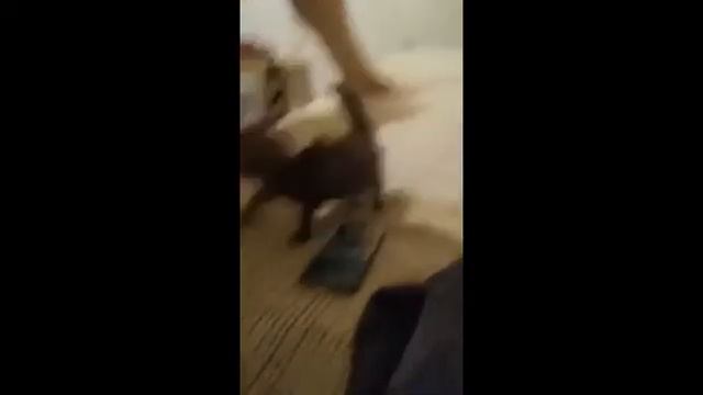 смешные приколы про котят смотреть онлайн