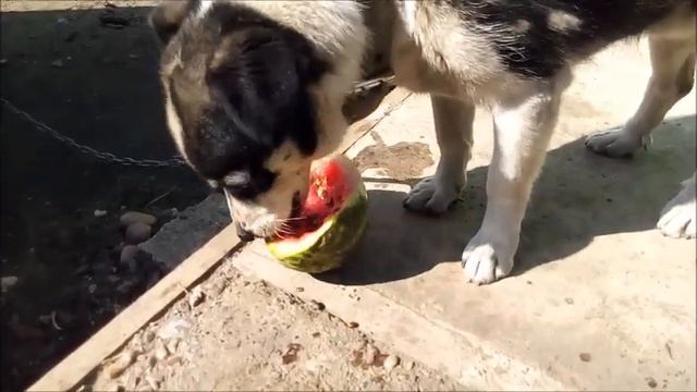Как собака ест арбуз))) смотреть онлайн