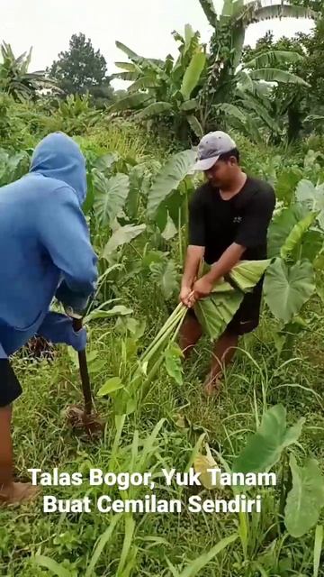 Talas ini bisa dipesan sedikit siap kirim смотреть онлайн