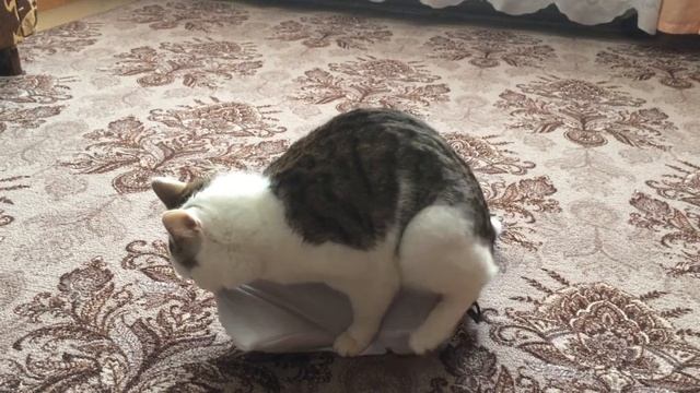 🔴МЕГА ПРИКОЛ!!! КОТ ИЗВРАЩЕНЕЦ!🔴 смотреть онлайн