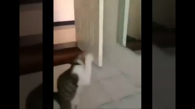 прикольные видосы 🤣 смотреть онлайн