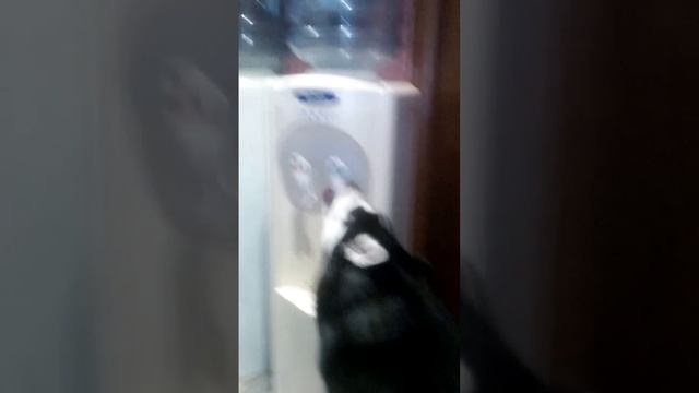 Собака Хаски пьет воду из кулера ПРИКОЛ смотреть онлайн
