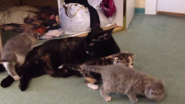 Прикольные котята 2! смотреть онлайн