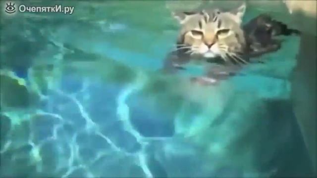 Прикольные коты видео Вся наша жизнь игра! смотреть онлайн
