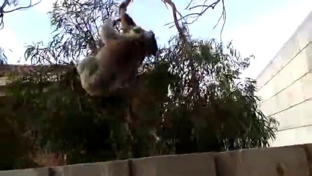 Male  Female Koala Bears Fighting 1232014 11:35:20