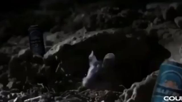 МЫШ ВНЕЗАПНО РЫГАЕТ САМЫЙ НЕОЖИДАННЫЙ РЫГ МЫШИ смотреть онлайн