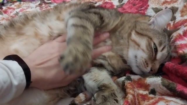 Толстый кот Степа чувствует себя намного лучше и с удовольствием кушает угощение смотреть онлайн