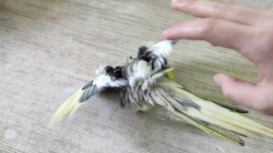 Попугай корелла купается!Попугай дурачиться ! Смешные попугаи!