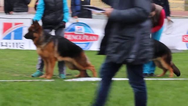 выставка Смоленск 1 2 мая КЧК РСЛНО 25 смотреть онлайн