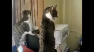 Прикольные Кошки перед зеркалом