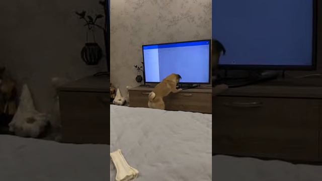 Телевизионный мастер. Настройка, помощь.