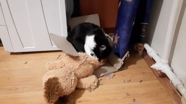 прикол с котом, Федя грызёт коробку смотреть онлайн