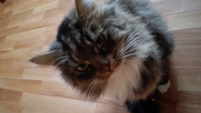 ✔ Прикол! Кот • Joke! КОТ ИДИОТ - Здравствуй кот СМЕШНО смотреть онлайн