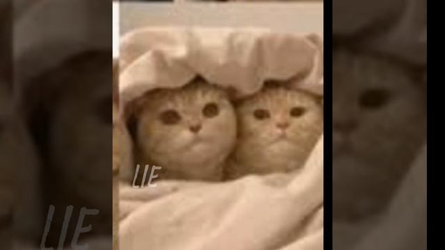 всем привет и я Lie буду снимать смешные видел, и такие. Надеюсь подружимся ♡ смотреть онлайн