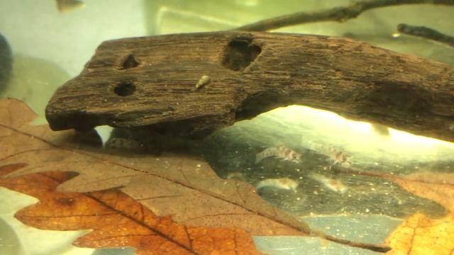 Corydoras Adolfoi babies and eggs!!! смотреть онлайн