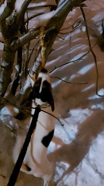 Майкимайк. Майкомка. Лишь бы что-нибудь погрызть)