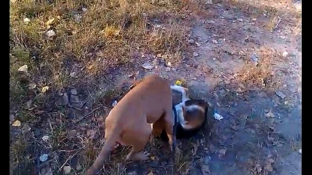 Питбуль Коби VS Бигль Бублик || Pitbull Kobe VS Beagle Bagel смотреть онлайн