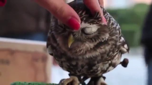 Совы любят, когда их гладят Смешное видео Очень мило смотреть онлайн
