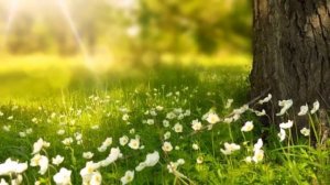 Очень светлое поздравление к 8 Марта