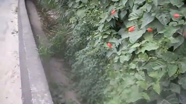 Estrada de pernambuco - 90 dias ainda não deu tempo смотреть онлайн