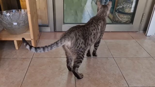 Михалыч не жадина😉#животные #cat #кот #приколы смотреть онлайн