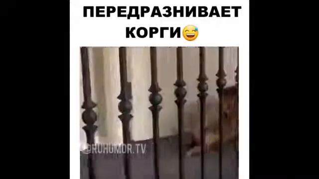 Супер прикол из инстаграмма смотреть онлайн