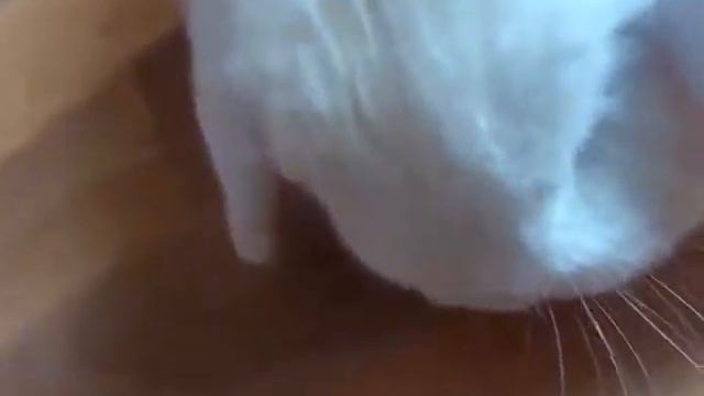 Уход за кроликом смотреть онлайн