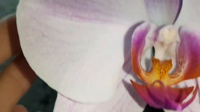 НЕБОЛЬШОЙ ОБЗОРЧИК МОИХ КРАСОТОК🤗 смотреть онлайн