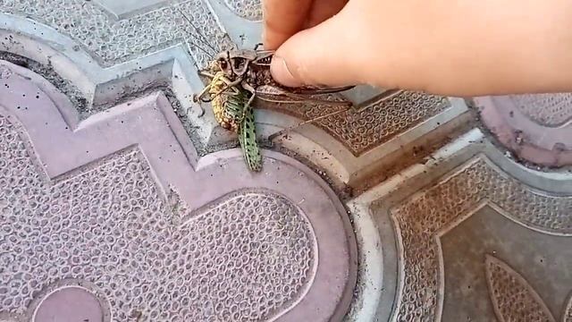 Кузнечик против Кузнечика смотреть онлайн