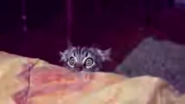 Подборка лучших видео приколов про котов смотреть онлайн