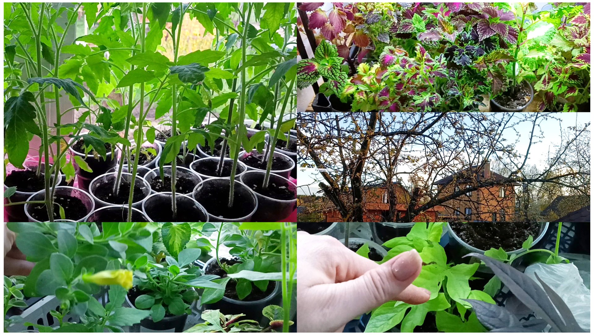 Не хочу больше мучить растения и себя. Завтра буду высаживать. Рассада томится дома. смотреть онлайн