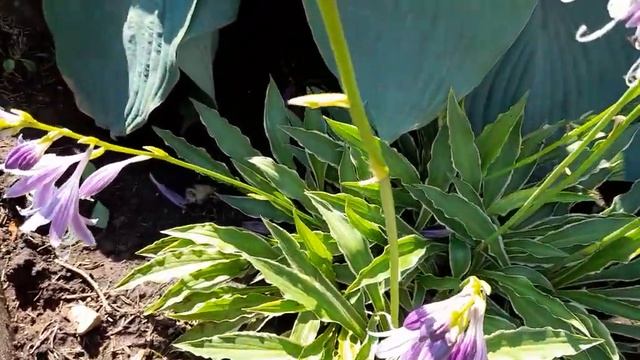 #хостаСтилетто #цветы / Хоста Стилетто ( лат. Hosta Stiletto) в фиолетовых  цветах