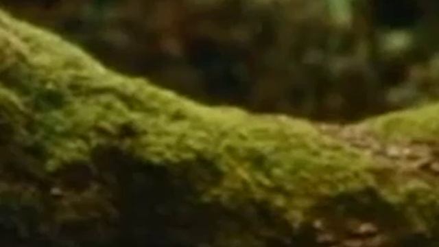 Тарковский про Адреасяна смотреть онлайн