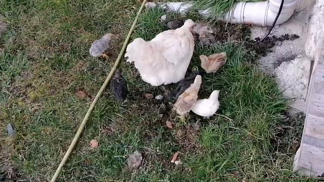 У нас пополнение 🐥🐥🐥😊