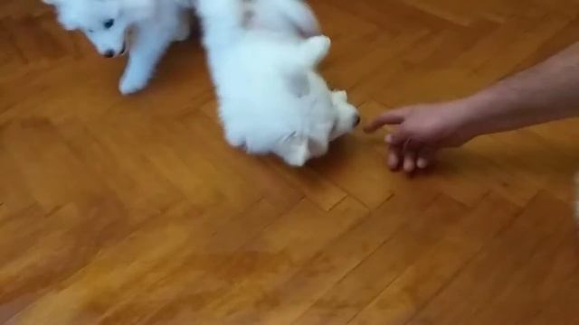 жизнь самоеда:)