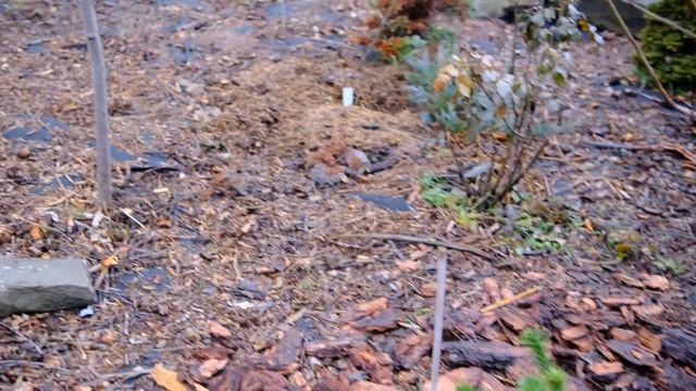 Редкие декоративные хвойные нашего сада смотреть онлайн