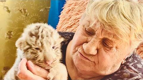 Главная мама Тайгана продолжает выкармливать редчайших БЕЛЫХ ТИГРЯТ, эта милота! смотреть онлайн