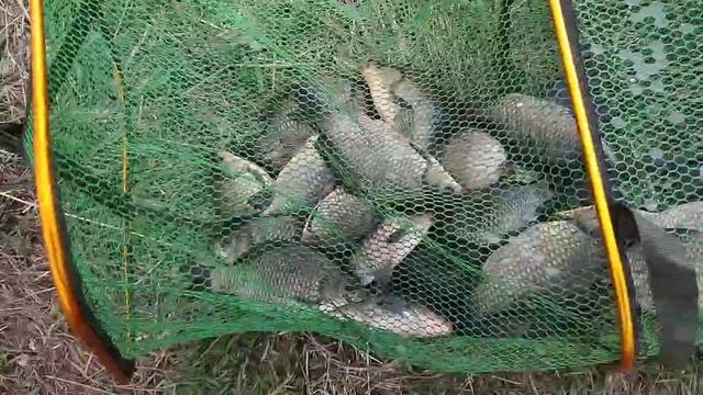А тут рыба. Видео от Валерия(Подмосковье).