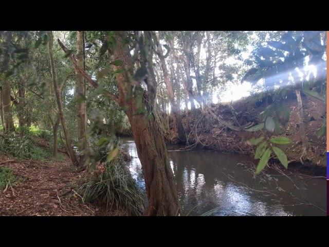 Flying Foxes On Jinibara Country