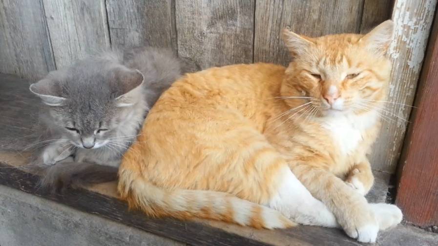 Котики смотреть онлайн