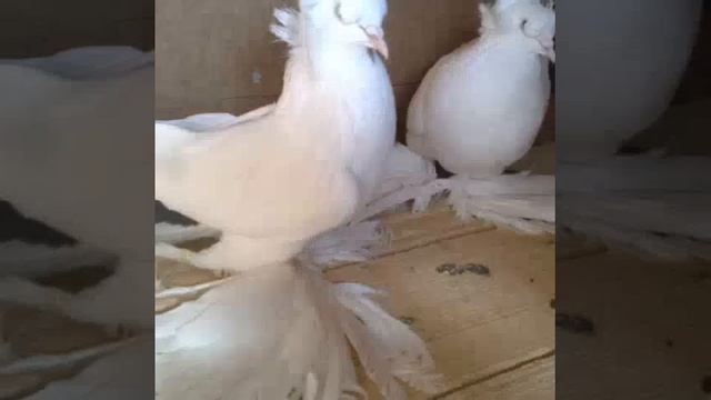 Птица Макса смотреть онлайн