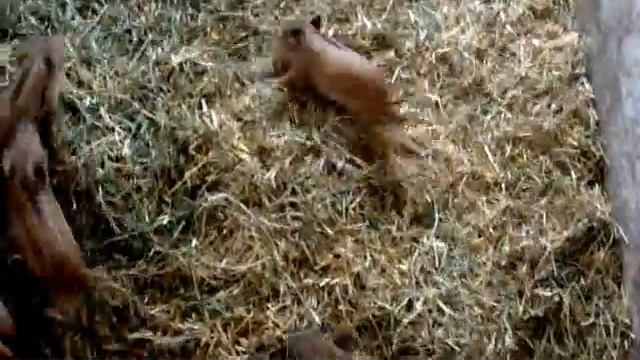 Мангал. Поросята..avi смотреть онлайн