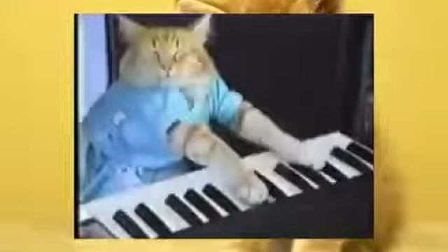 Смешная кошка просто жжот на синтезаторе! 132 смотреть онлайн