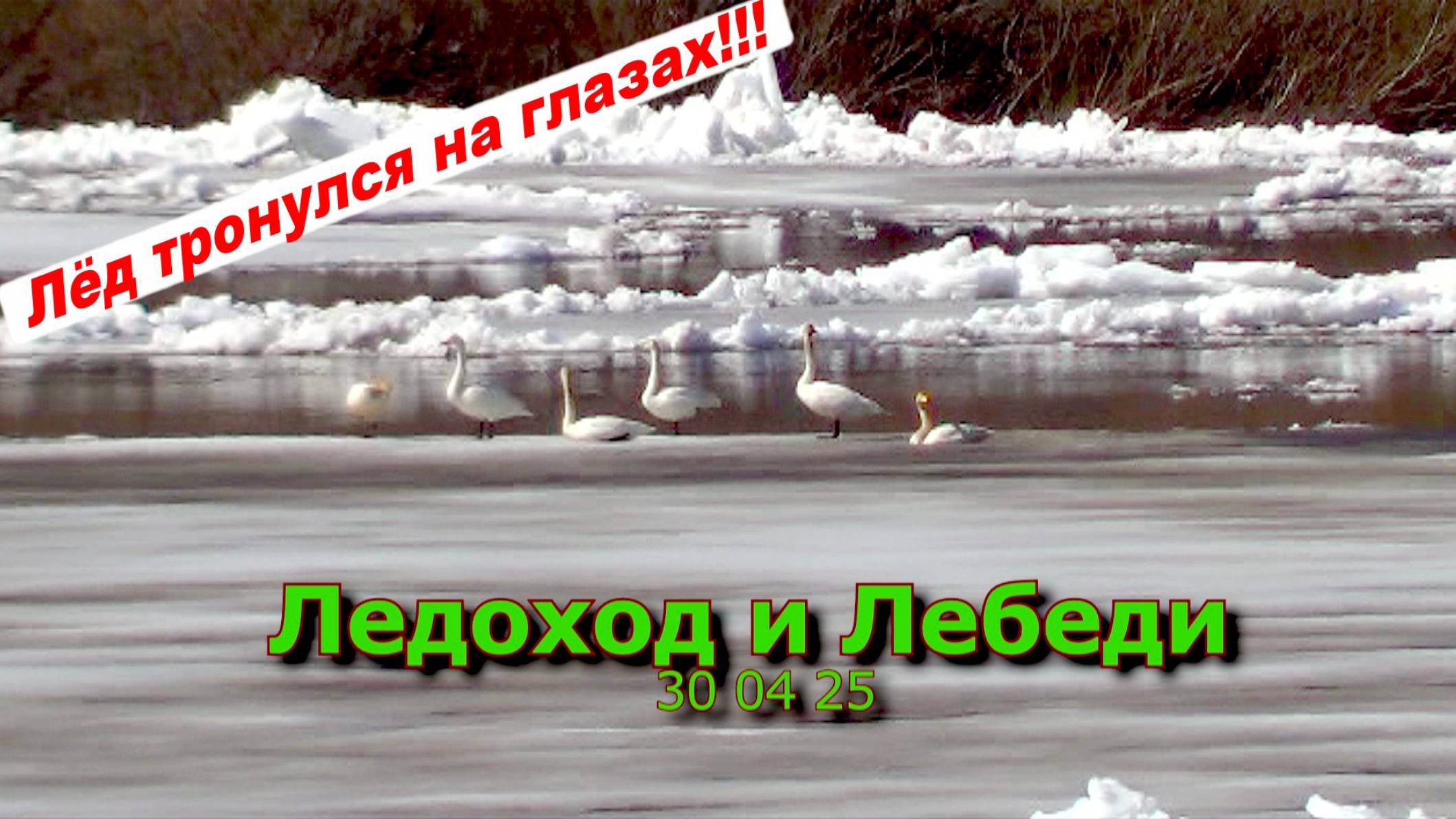 Ледоход и Лебеди 30 04 25 смотреть онлайн