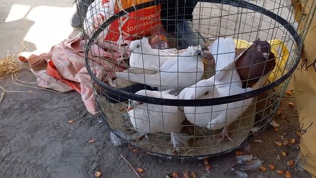 шахрихон кабутар бозор 2-октабр 2022-йил