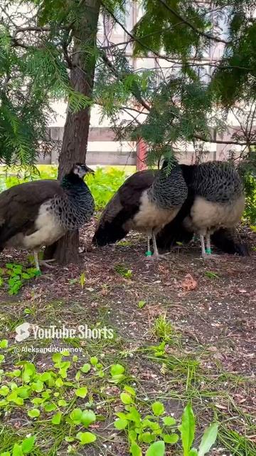 Самки павлина на прогулке #flowers #nature #live #love #birds #backyardchickens #chicken