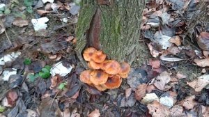 ЗА ГРИБАМИ НА РЕКУ. ВЕШЕНКА И ЗИМНИЕ ОПЯТА. #грибы #тихаяохота #опята #вешенка