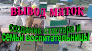 Вывод маток. Создание стартера и семьи воспитательницы